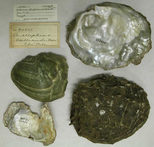 specimen