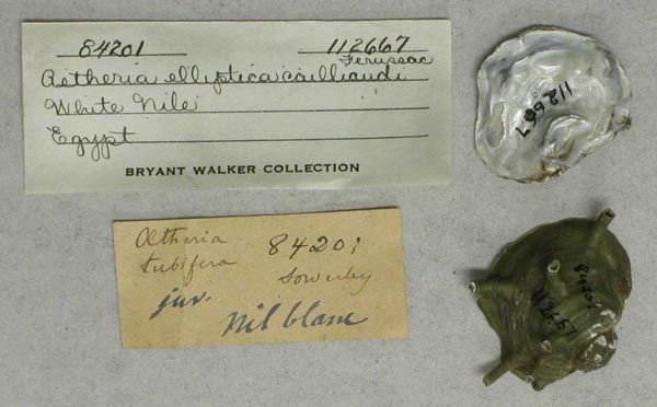 specimen