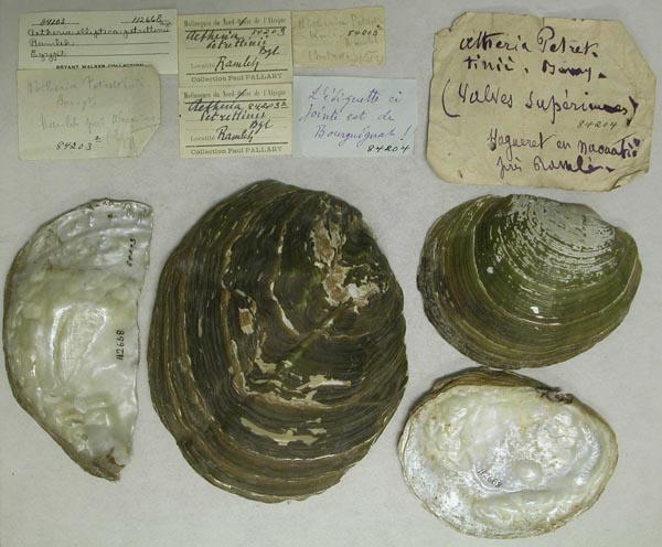 specimen