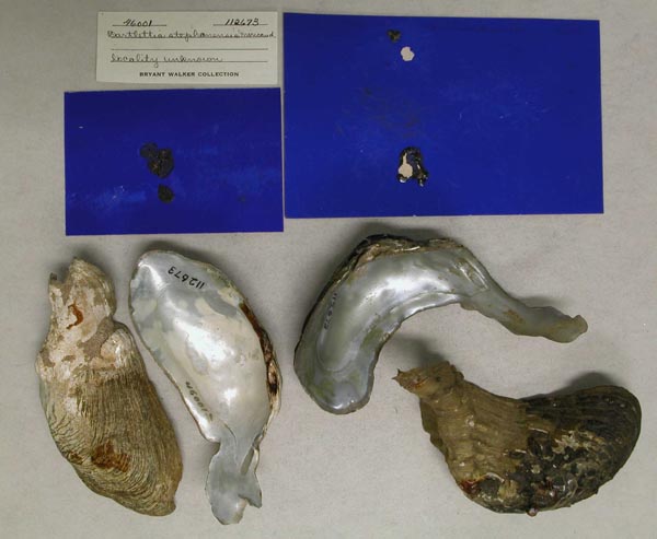 specimen