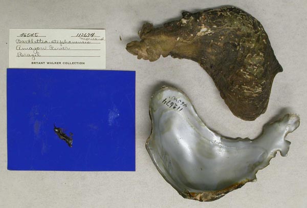 specimen