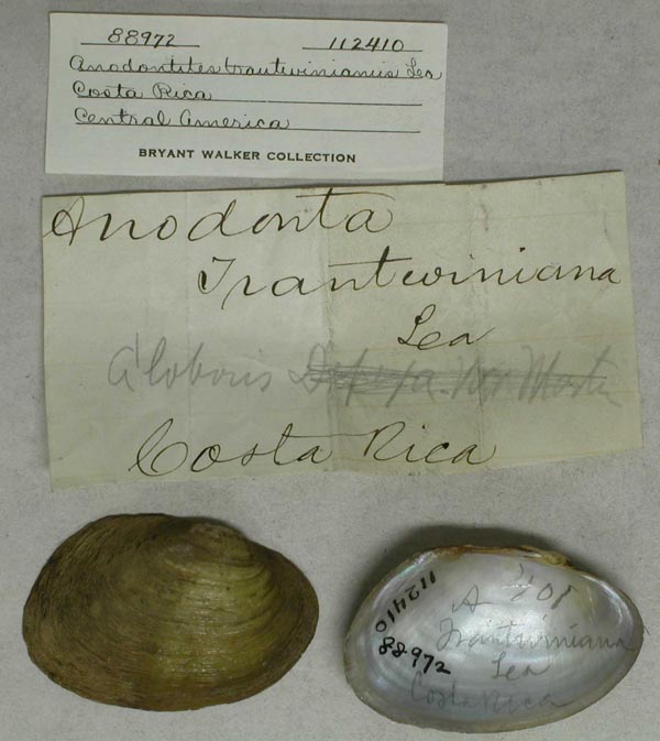 specimen
