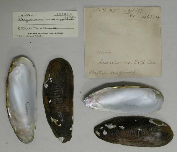 specimen