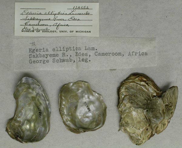 specimen