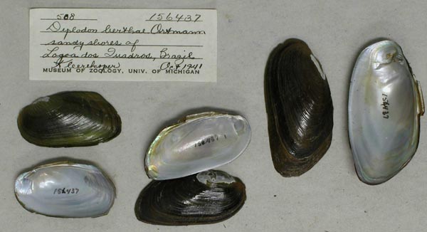 specimen