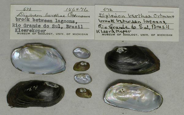 image of lot UMMZ_156476 image of lot UMMZ_156476