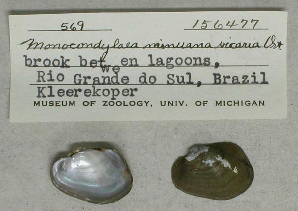 specimen