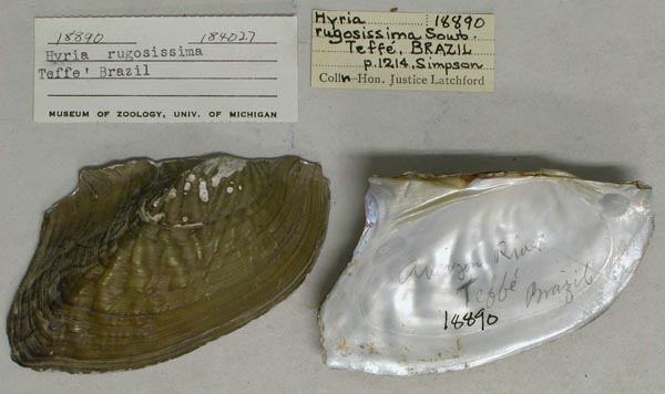specimen