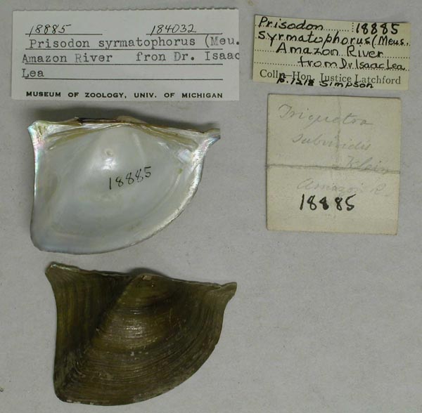 specimen