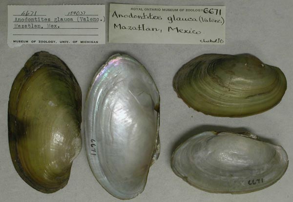 specimen