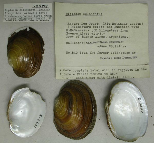 specimen