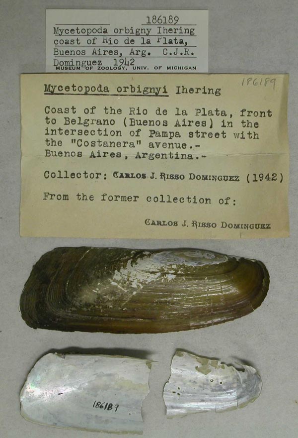 specimen
