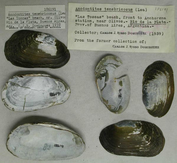 specimen