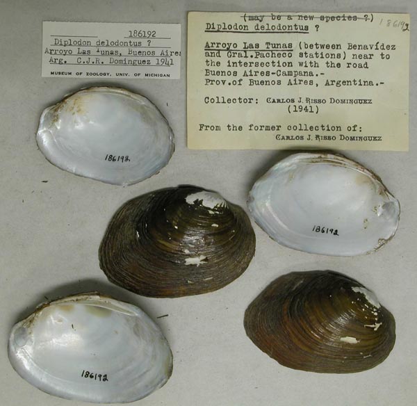 specimen