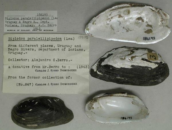 specimen