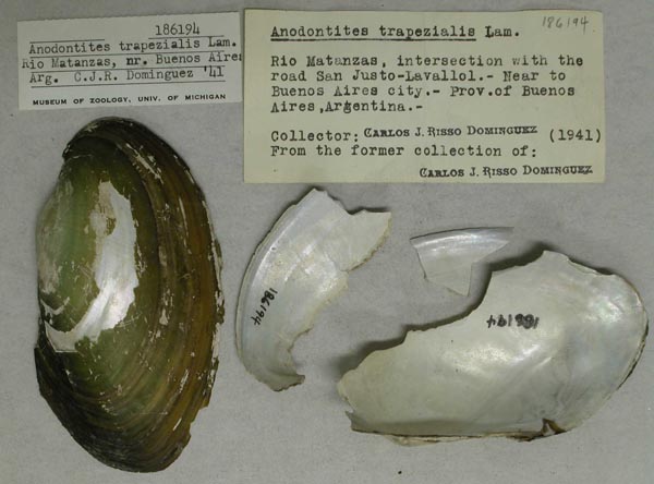 specimen
