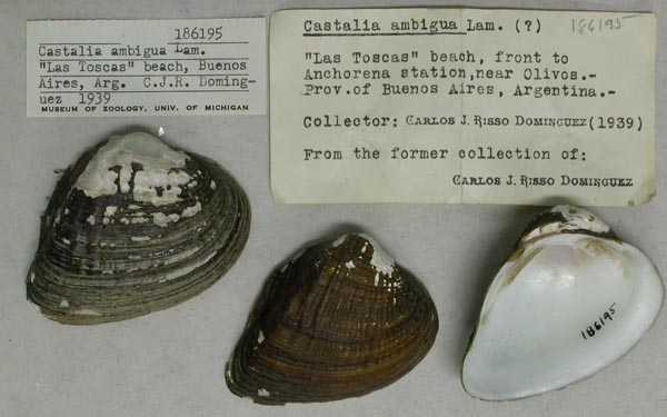 specimen