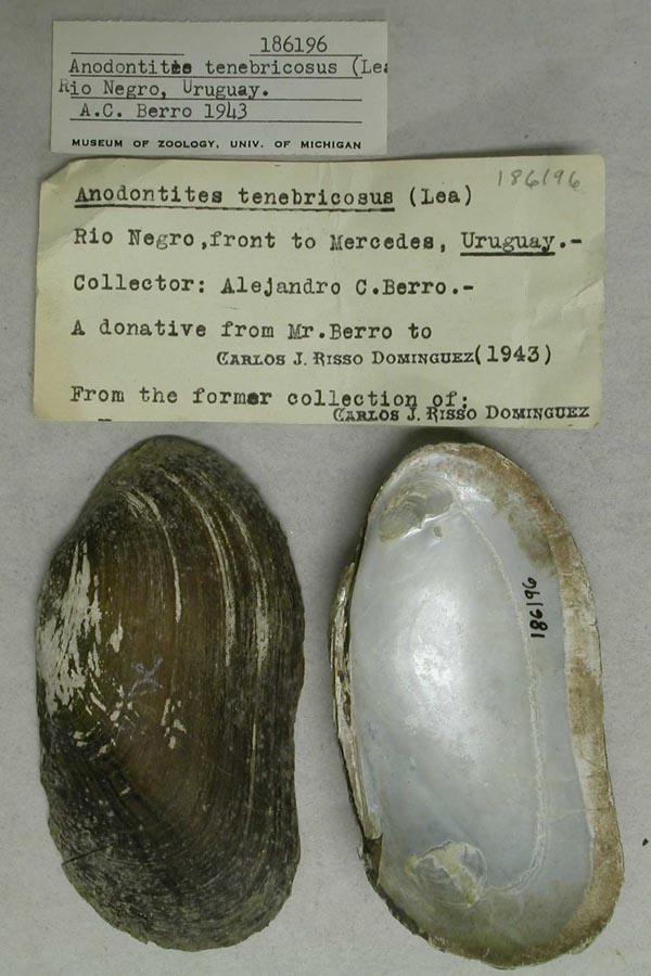 specimen