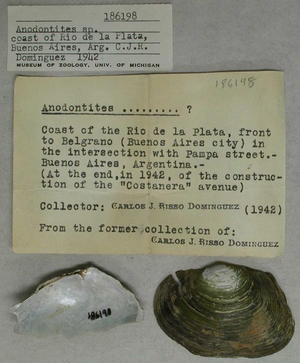 specimen