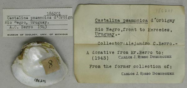 specimen