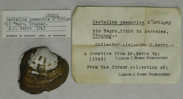 specimen