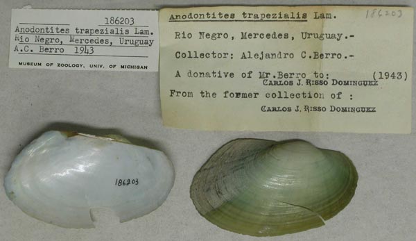 specimen