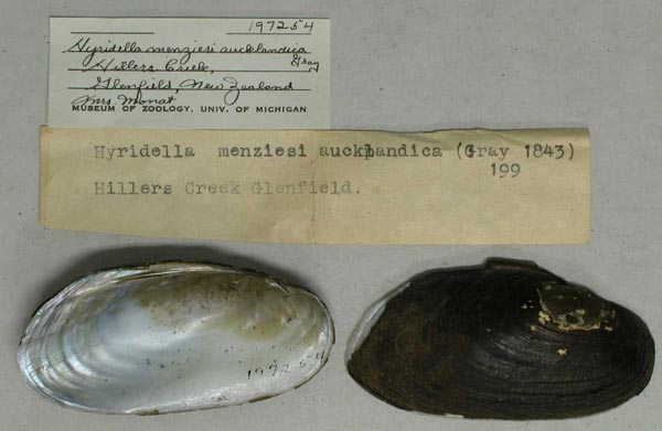 specimen