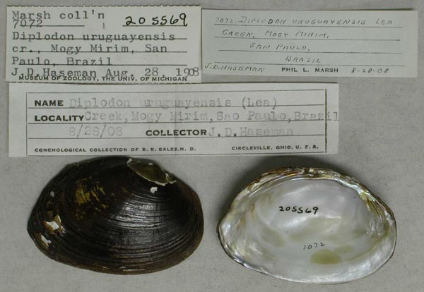 specimen