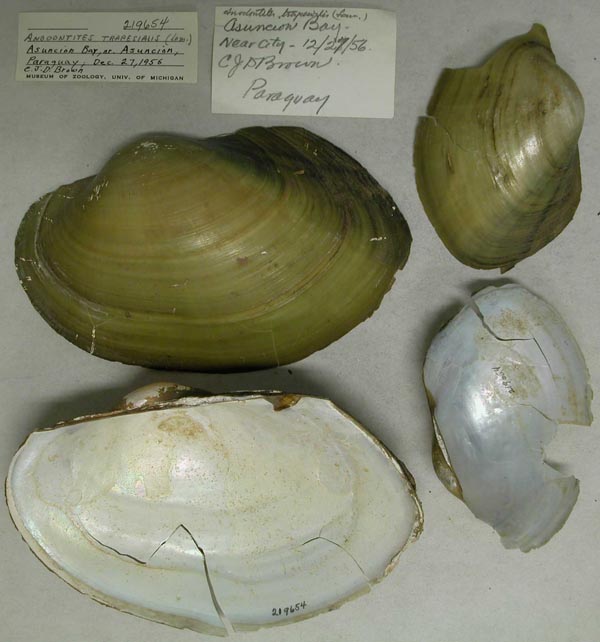 specimen