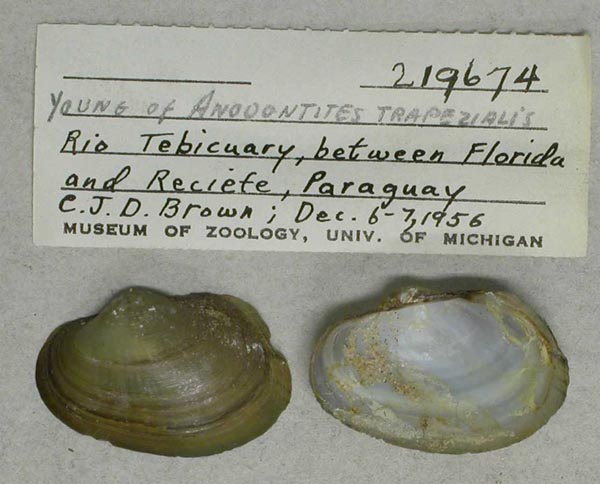 specimen