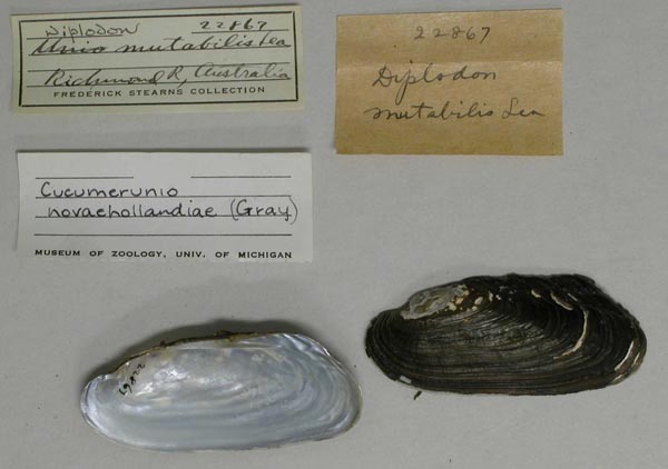 specimen