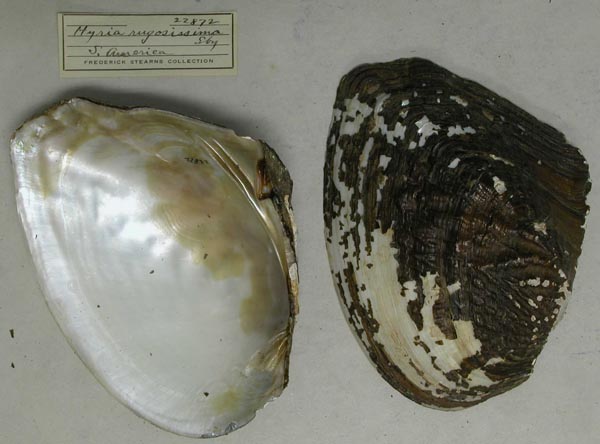 specimen