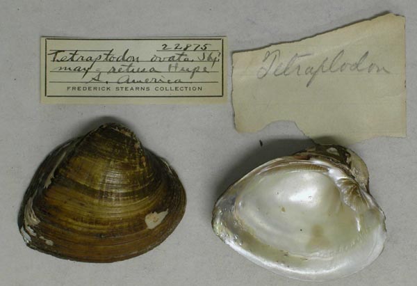 specimen