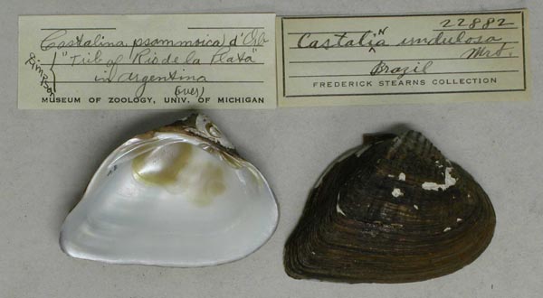 specimen