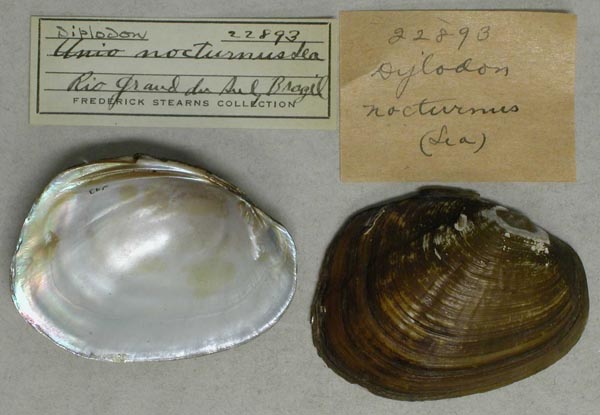 image of lot UMMZ_22893 image of lot UMMZ_22893