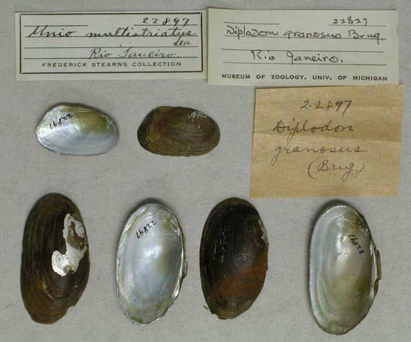 specimen