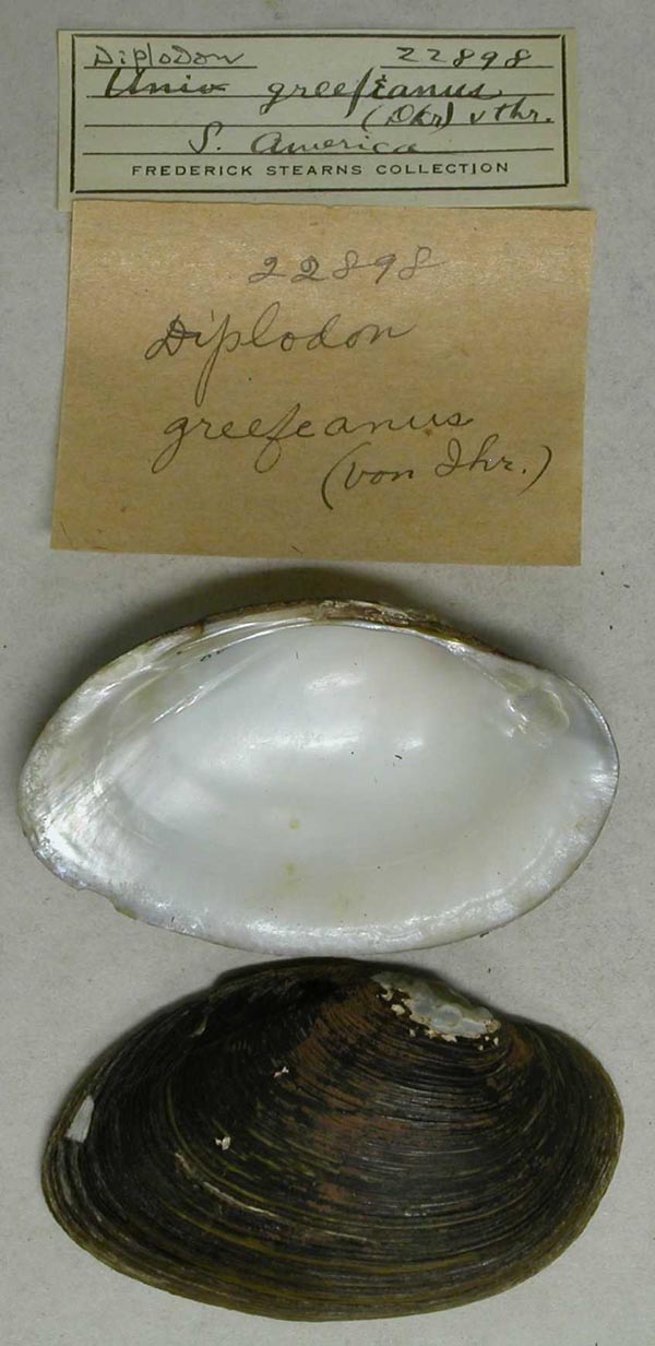 specimen
