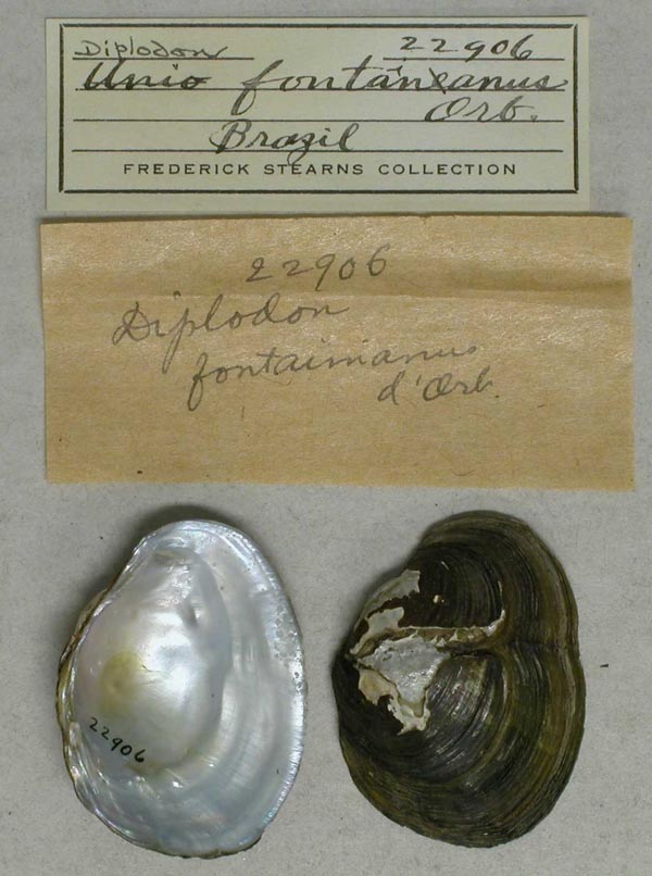 specimen