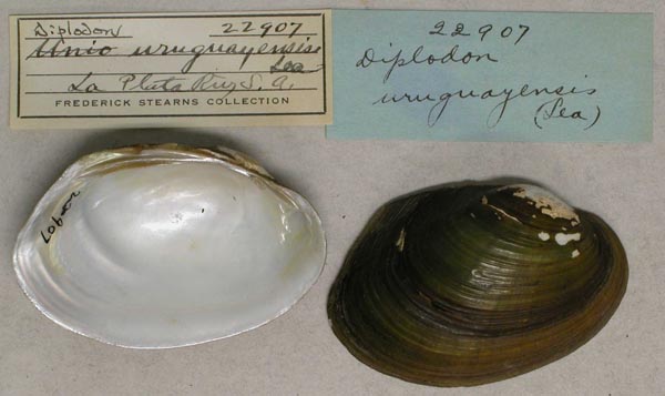 specimen