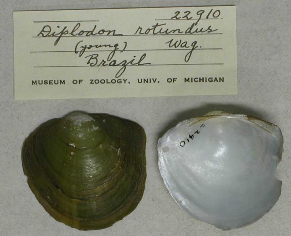 specimen