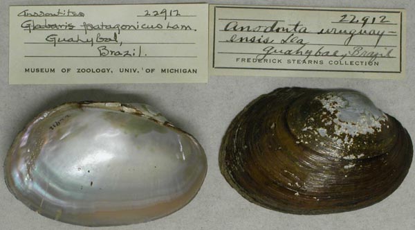 specimen