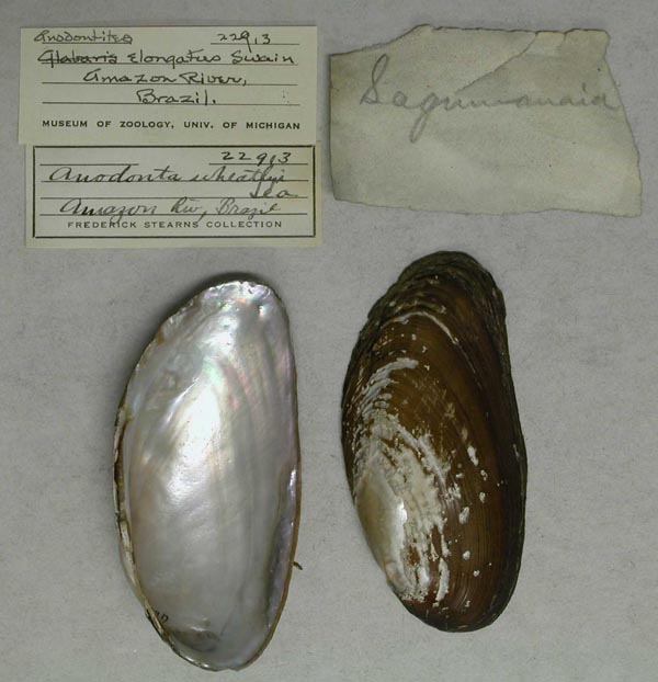 specimen