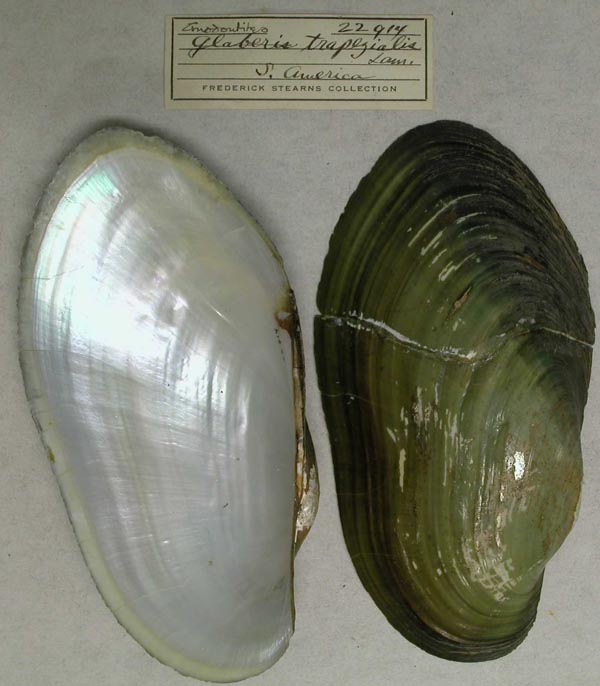 specimen
