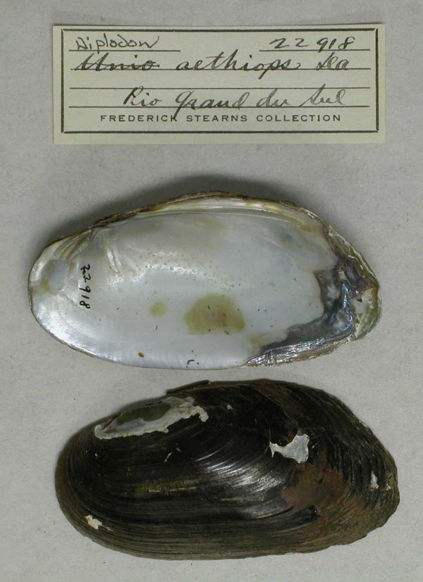 specimen