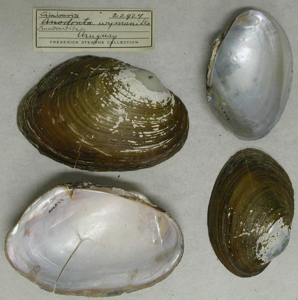 specimen