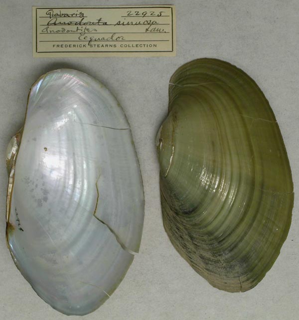 specimen