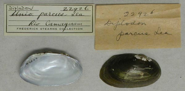 specimen