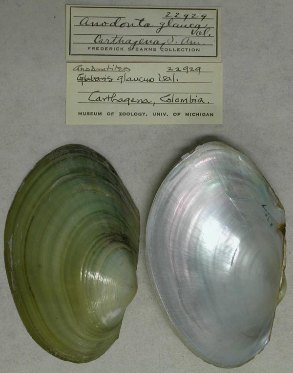 specimen