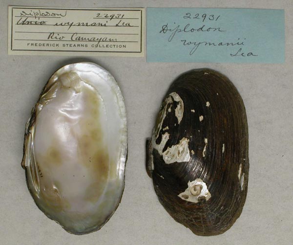 specimen