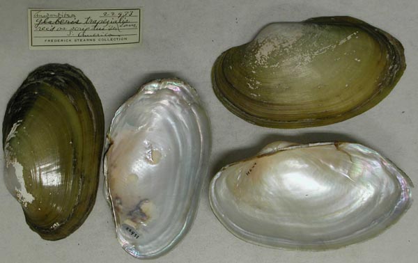 specimen